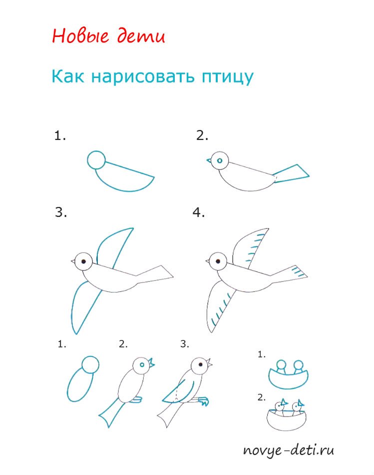 Как нарисовать какаду карандашом поэтапно ✏